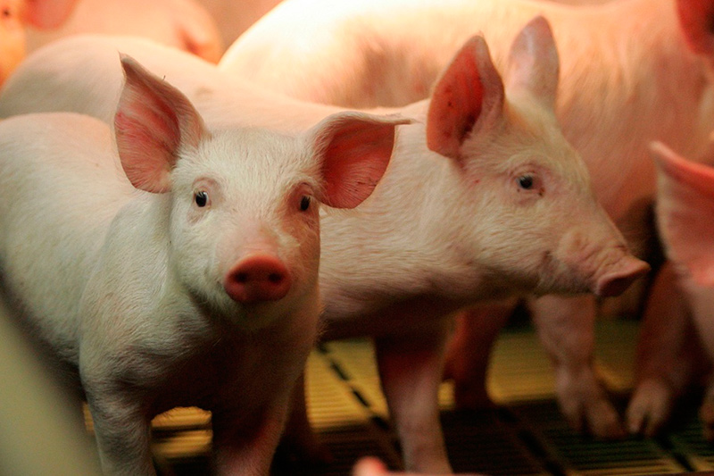 Почему в краснодарском крае нельзя выращивать свиней?