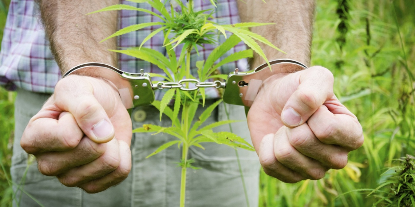 Завершено расследование уголовного дела о незаконном культивировании наркосодержащих растений и незаконном хранении наркотиков