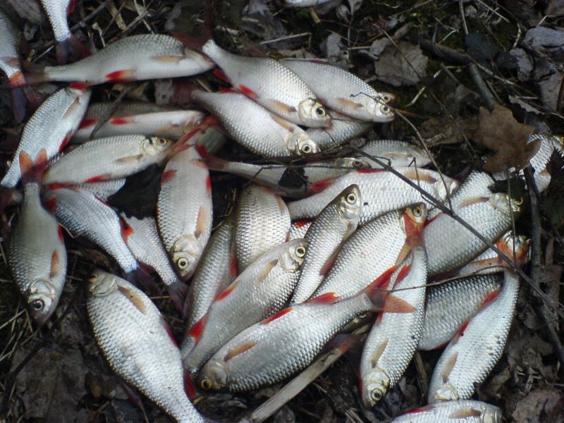 Окончено расследование уголовного дела о незаконной рыбной ловле