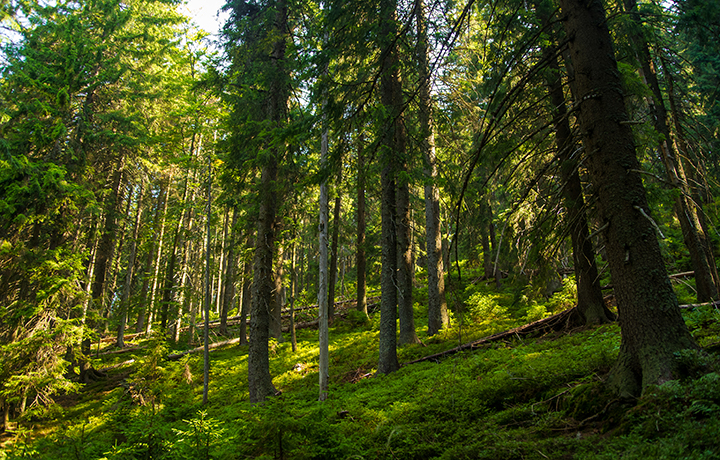  Оформление лесных участков включает в себя комплекс обязательных мероприятий