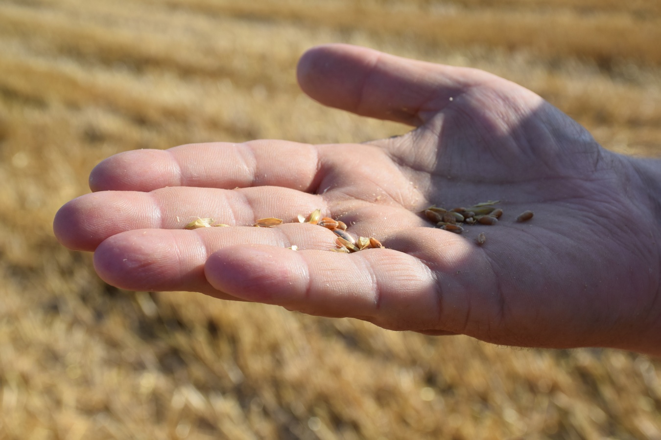 Большая часть собранной пшеницы в Каневском районе – продовольственная