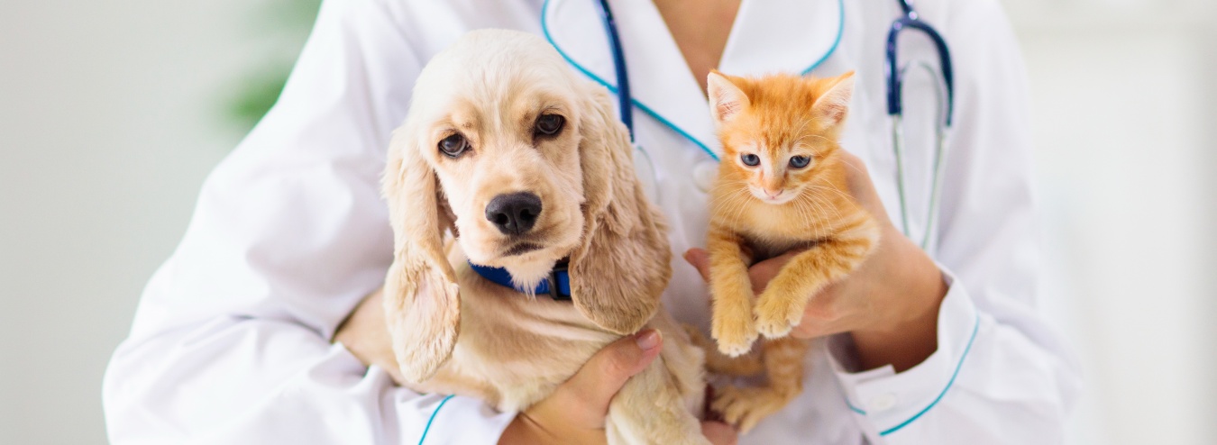 27 ноября – День работников ветеринарной службы Кубани