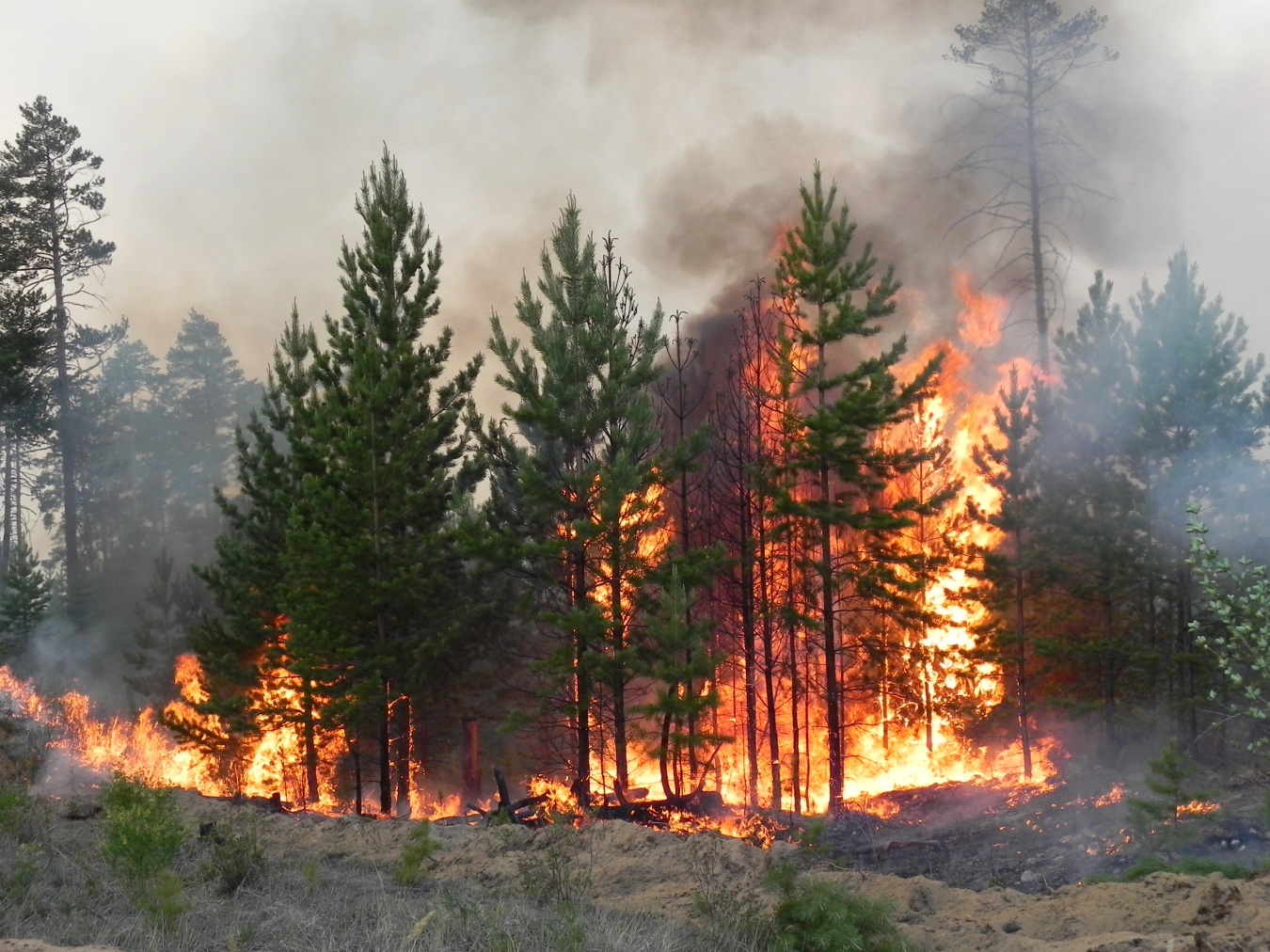 Сжигание сухой травы и мусора могут привести к возникновению лесных пожаров