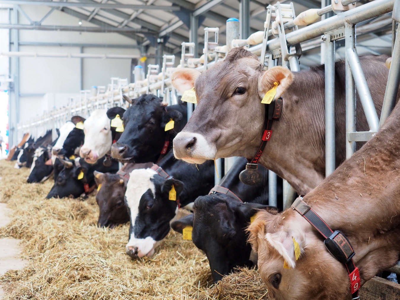Каневские животноводы получают ежедневно больше 370 тонн молока