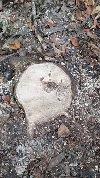 Незаконную вырубку деревьев пресекли сотрудники УФСБ России по Краснодарскому краю