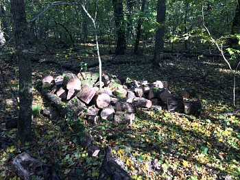 Незаконную вырубку деревьев пресекли сотрудники УФСБ России по Краснодарскому краю
